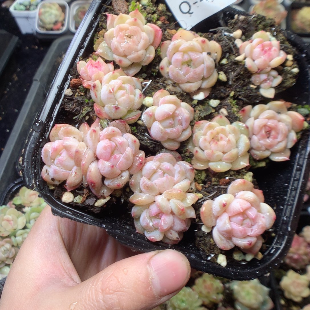 无花朵Q41。yyyyyyyt