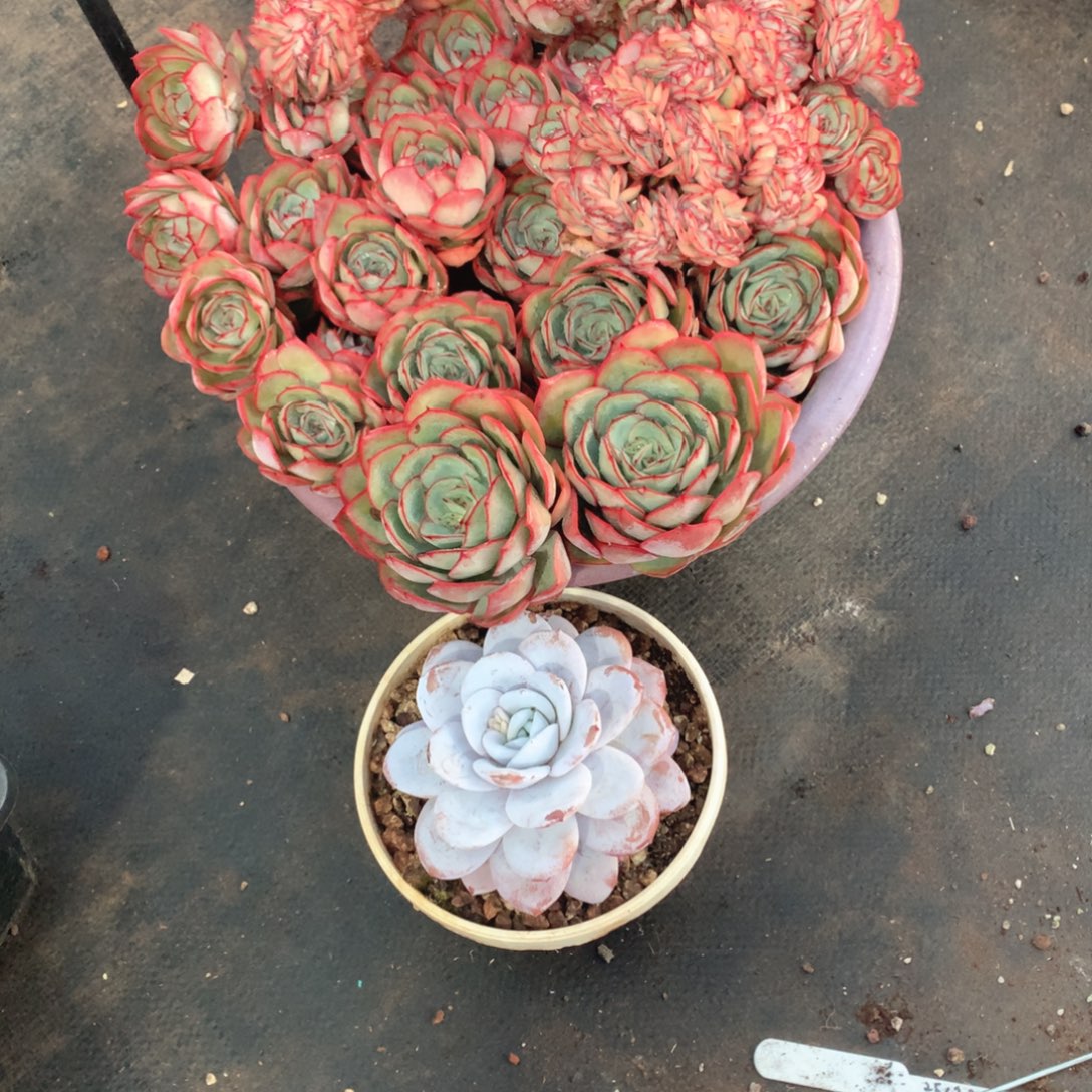 多肉植物多肉植物