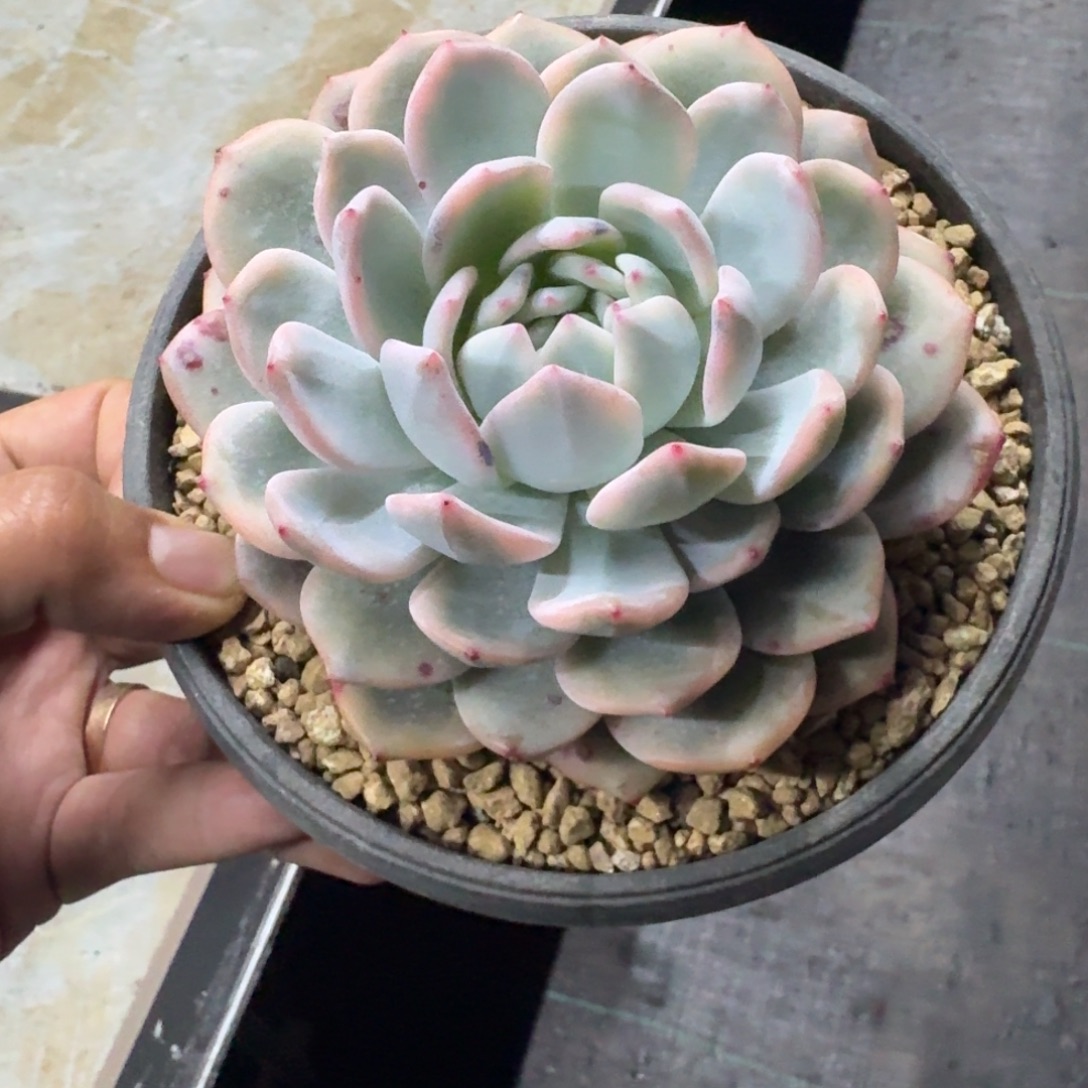 橙梦露锦 一物一拍