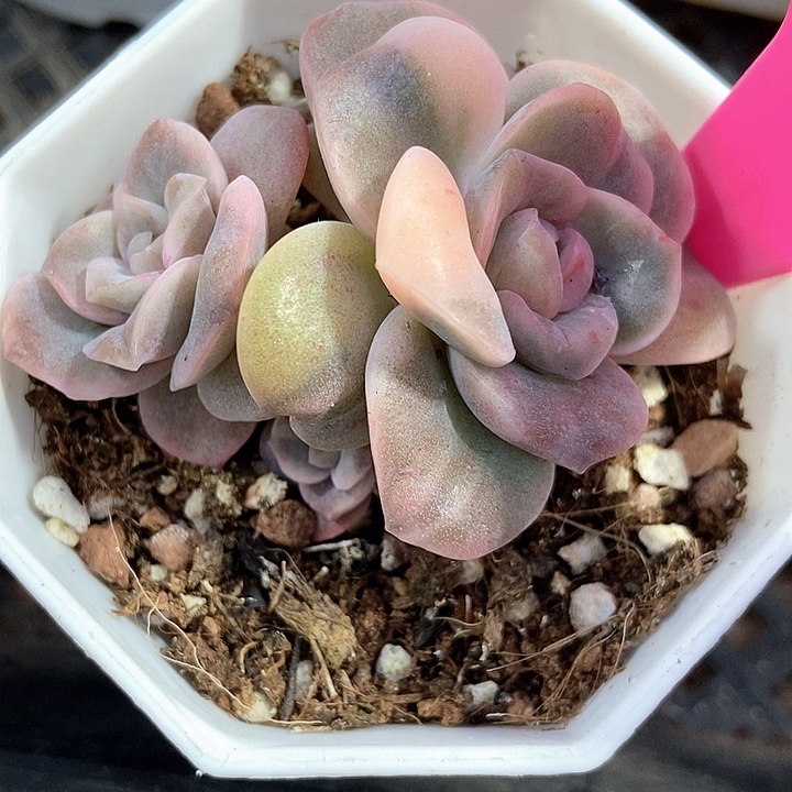 多肉植物可爱玫瑰锦115多肉