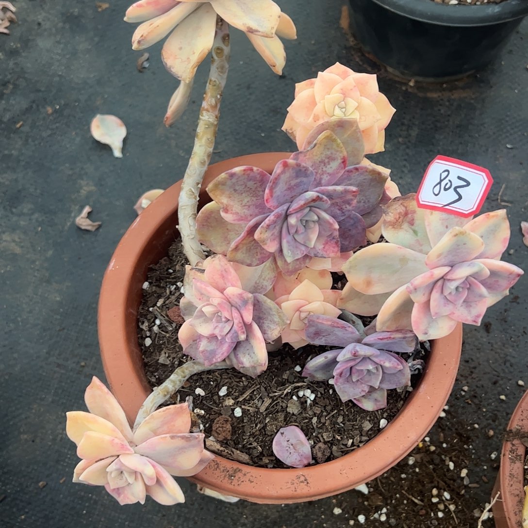 803紫乐锦，一物一拍