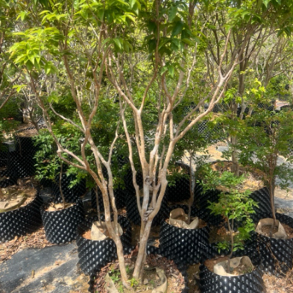 桃红嘉宝果盆景造型  庭院，花园，楼顶