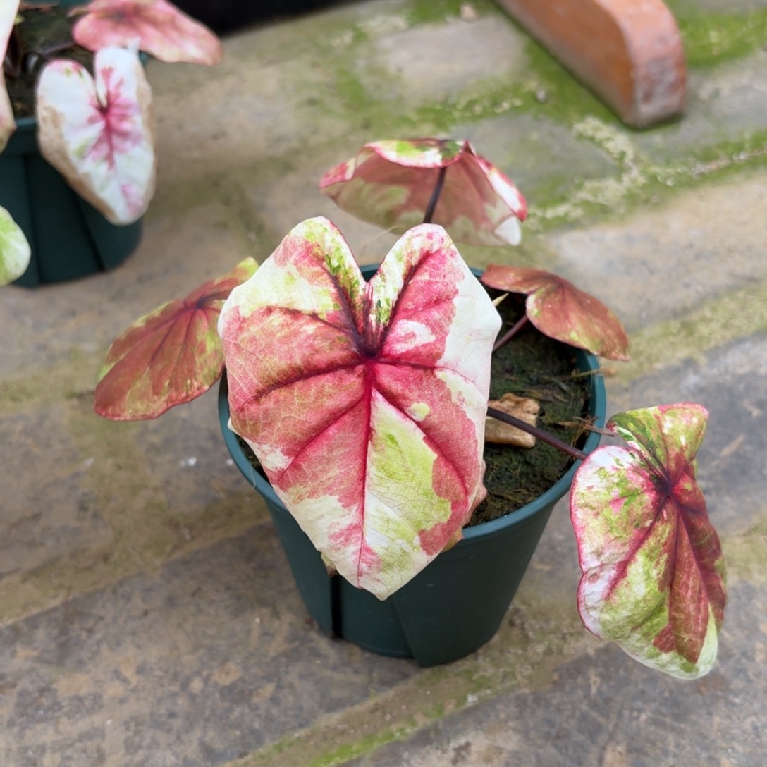 哈拉吧啦（买一送一） 17-1202