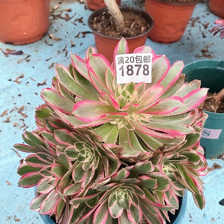 1878 一颗孔雀翎法师多肉