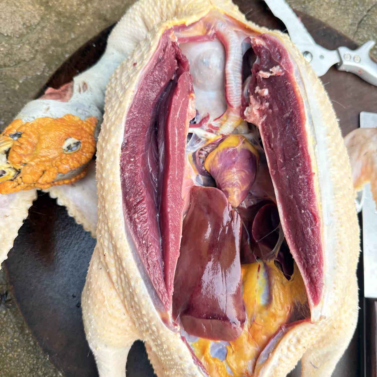 农村粮食喂养土番鸭（称斤改价）一物一拍《理性消费杀好不退》