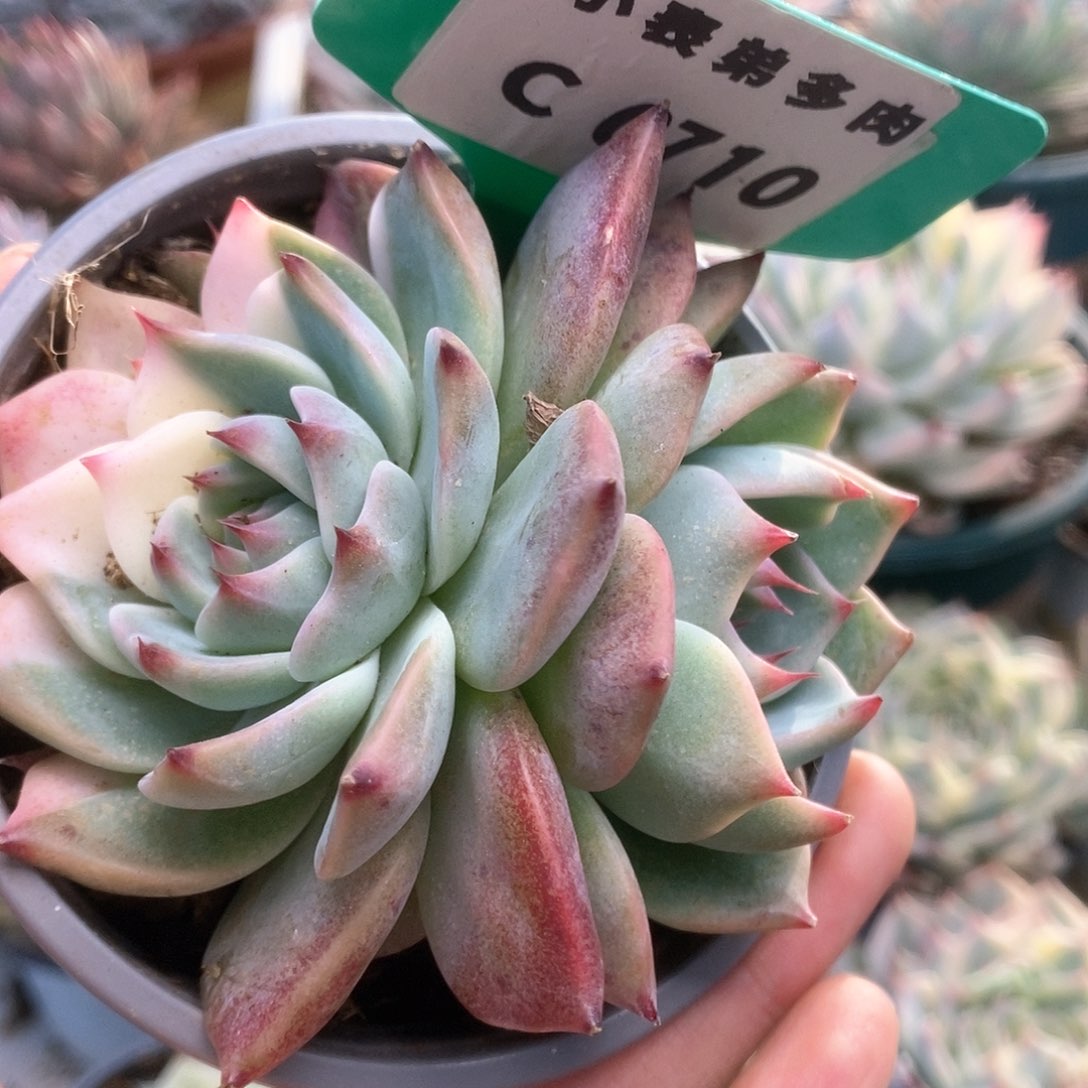 C710锦锦锦锦锦锦锦锦