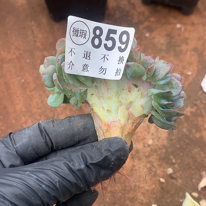 白凤缀化 有侧切 全场8折 非偏远38包邮 延迟发货
