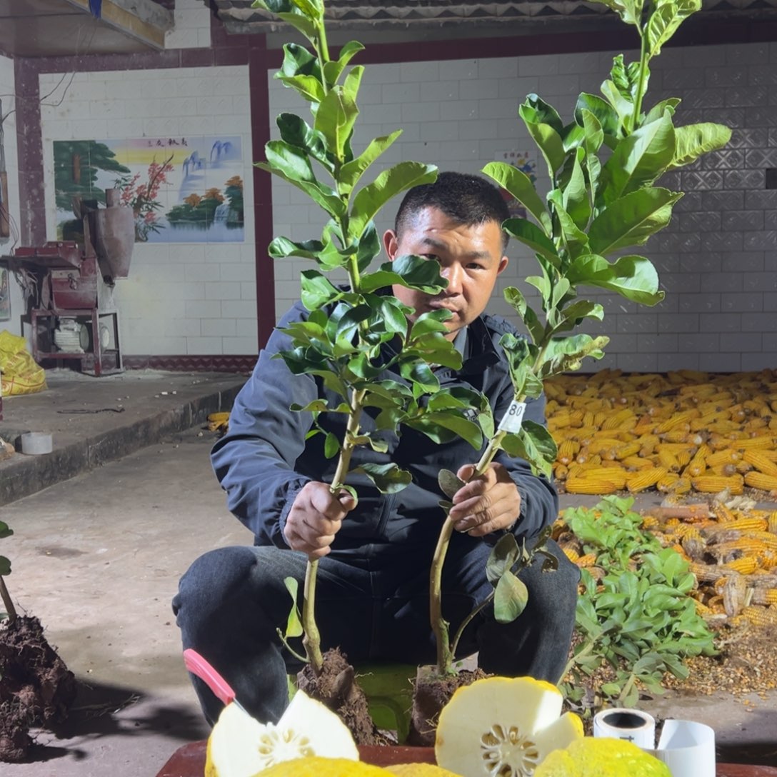 可***可当前无花朵，栽培后可花朵880.881号两颗