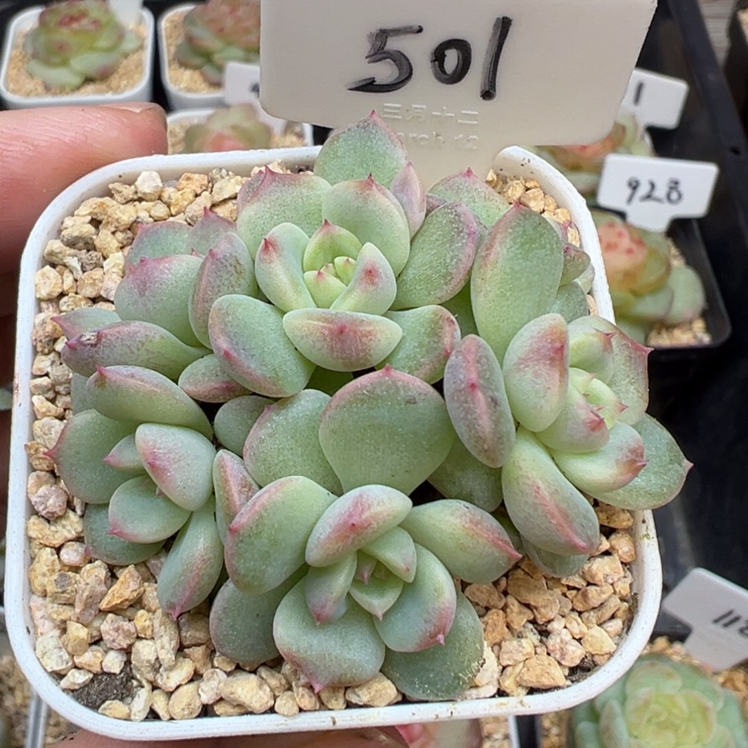 501号群生不包整 晗雨多肉