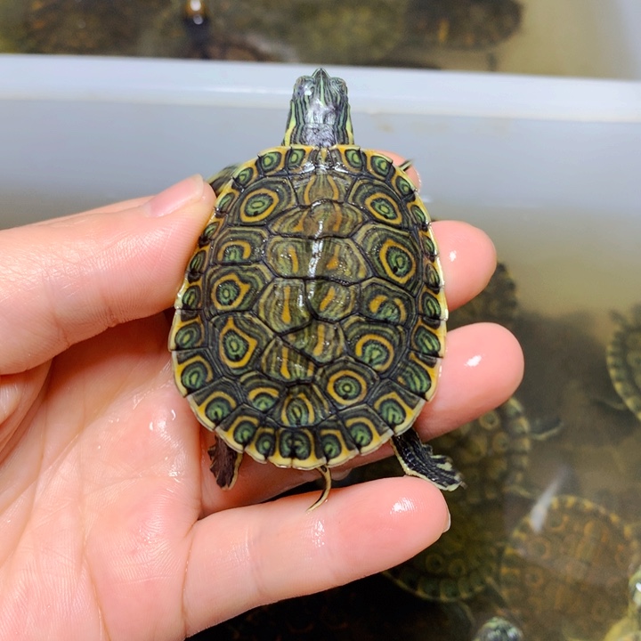 巴西彩龟不分公母5错甲大河