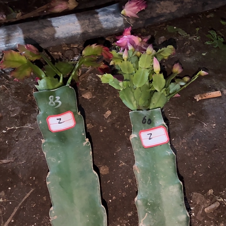 ，2号带盆083.060，