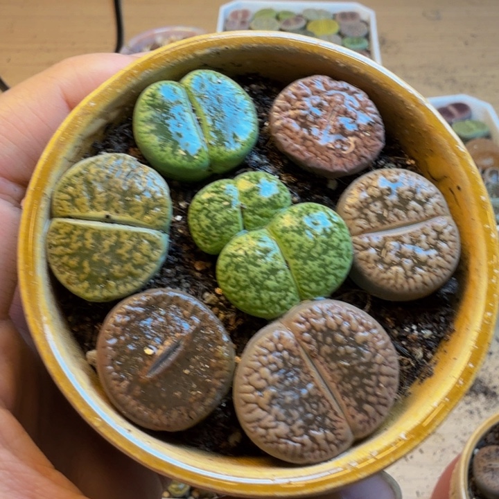 多肉植物和植物等E
