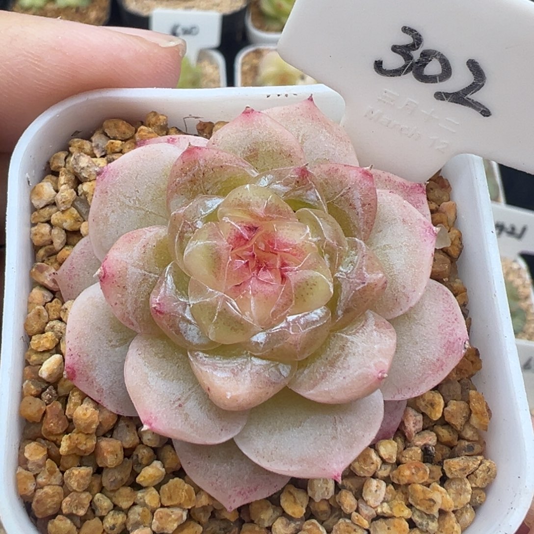 302号白冰 晗雨多肉