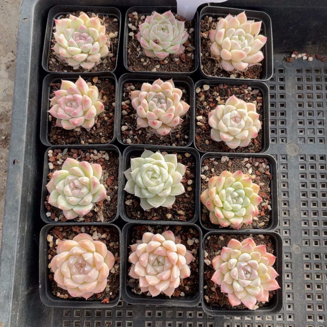 不包整散 盆子不售后0847