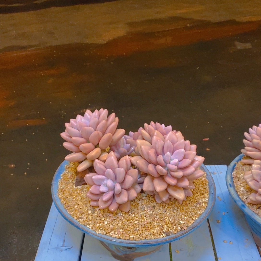 多肉植物一物一拍