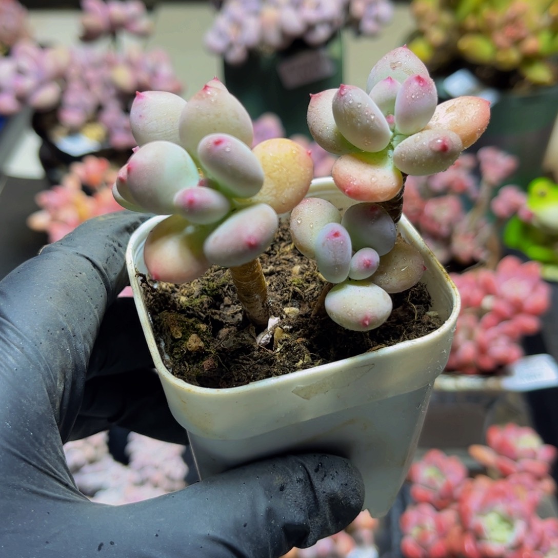 820四代苹果奶7厘米多肉