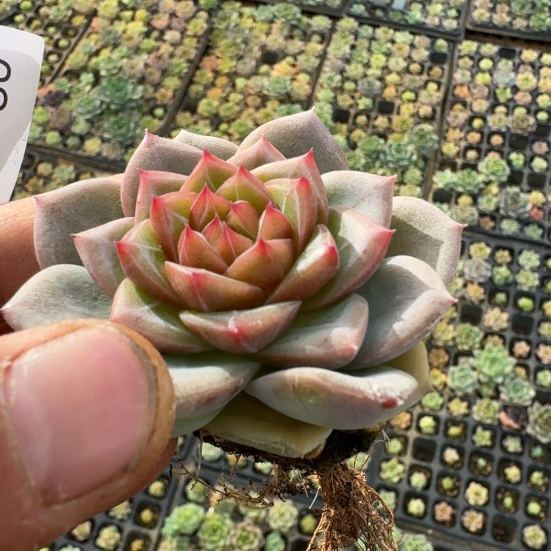 多肉杂交一物一拍5-80