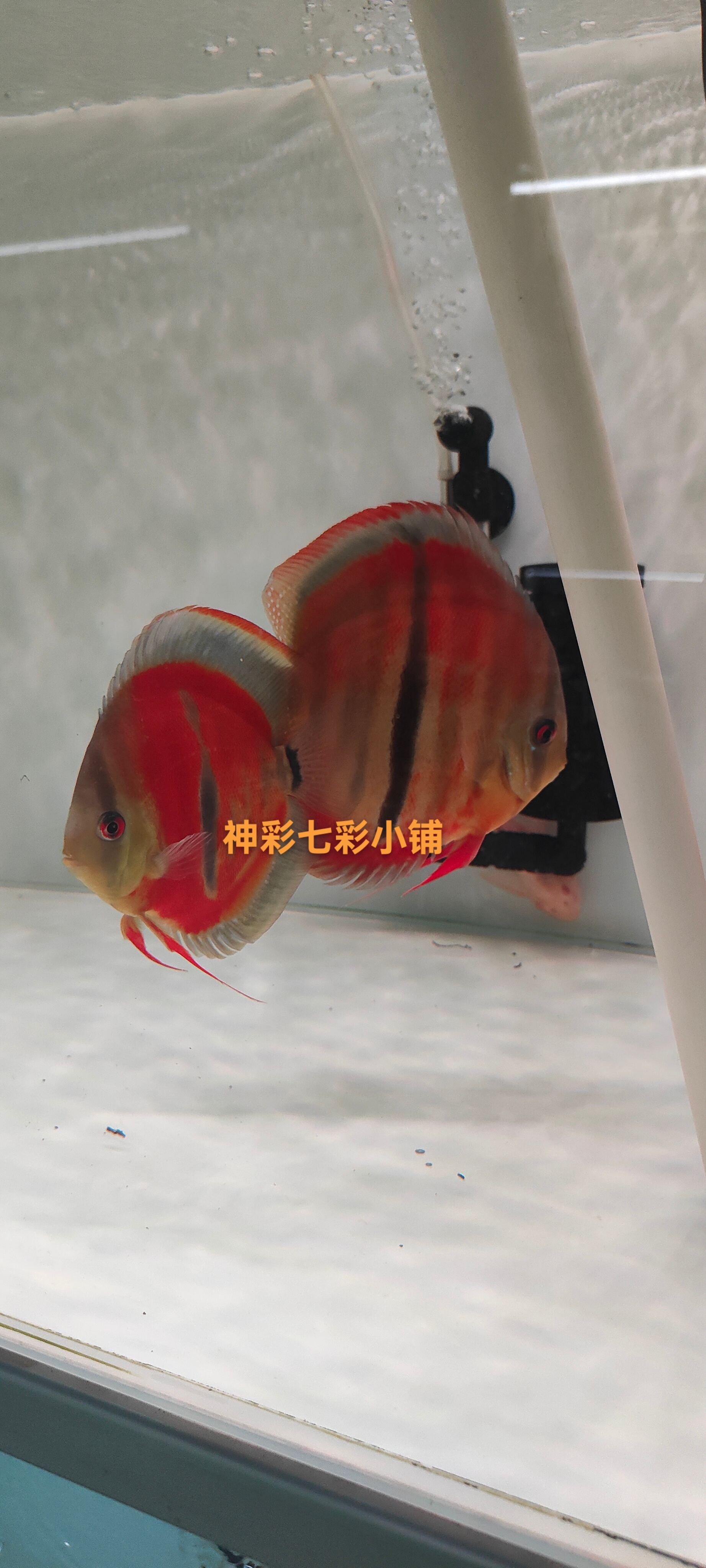 2.5厘米七彩神仙鱼苗一栋仙鱼苗子精品热带淡水鱼观赏小鱼儿