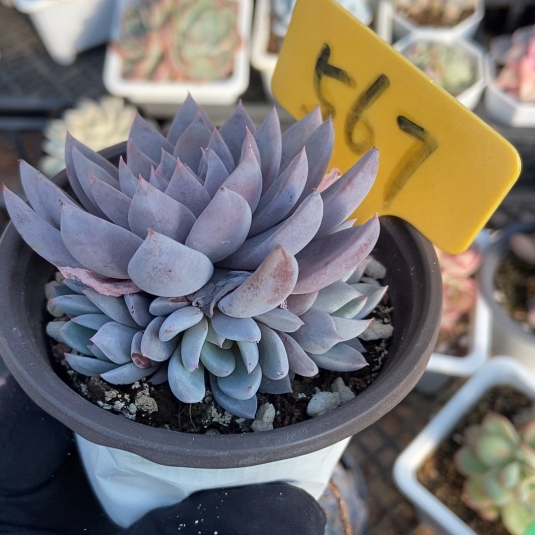 567轻轨多肉植物多肉多肉