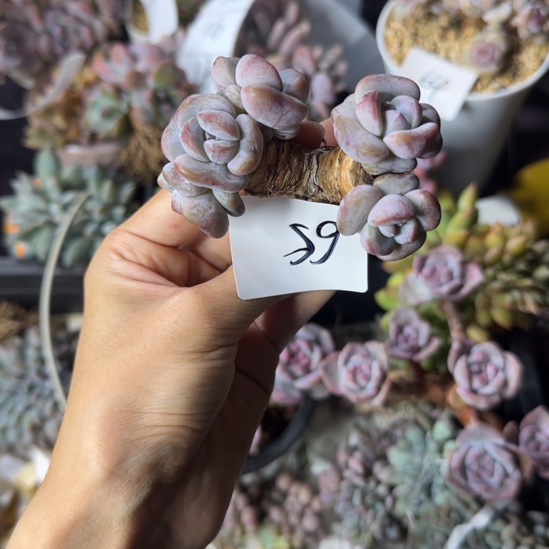 星影5头有砍一物一拍65
