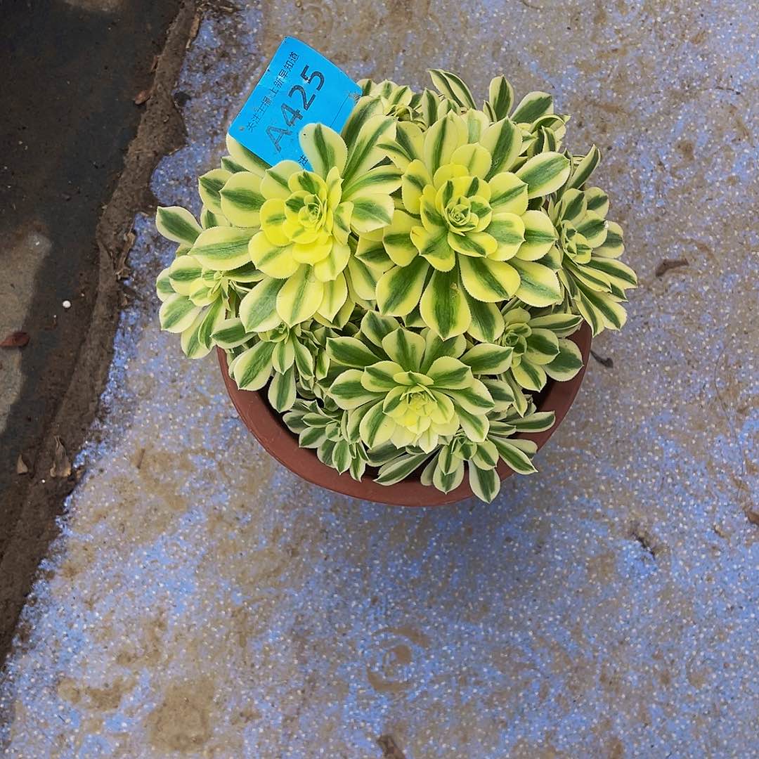 仅**已迈巴赫425拖土发货