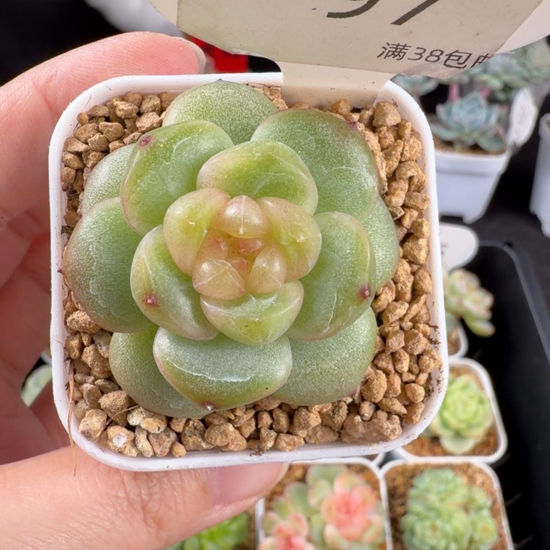 种播珍妮优选97号一颗