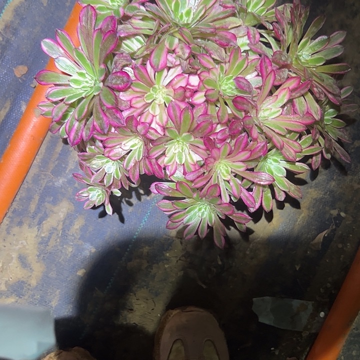 多肉法师植物链接212不售后