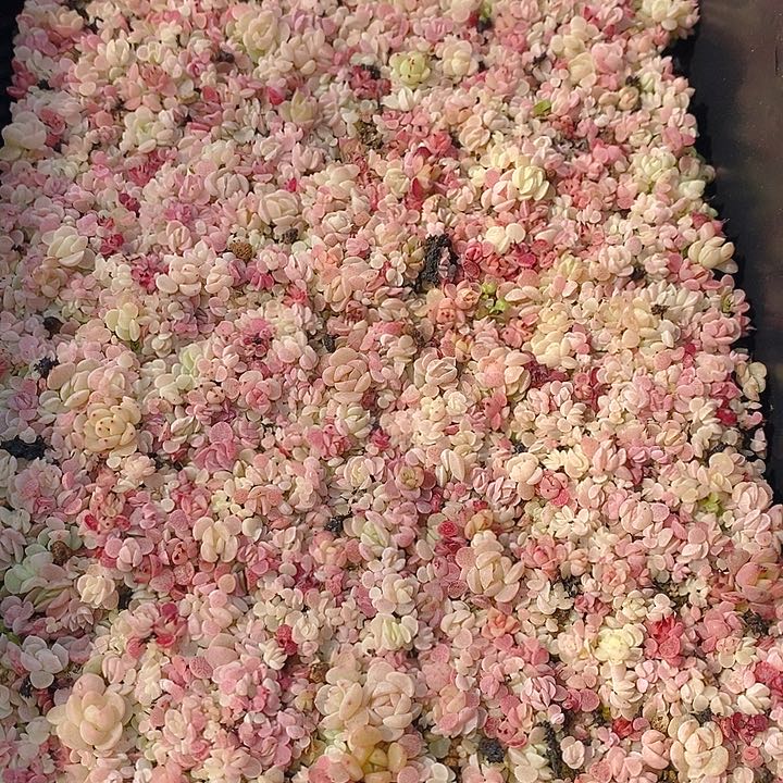 74 多肉植物盆栽花卉植物