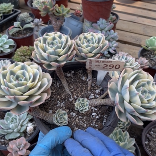 290一一一一一一一一一