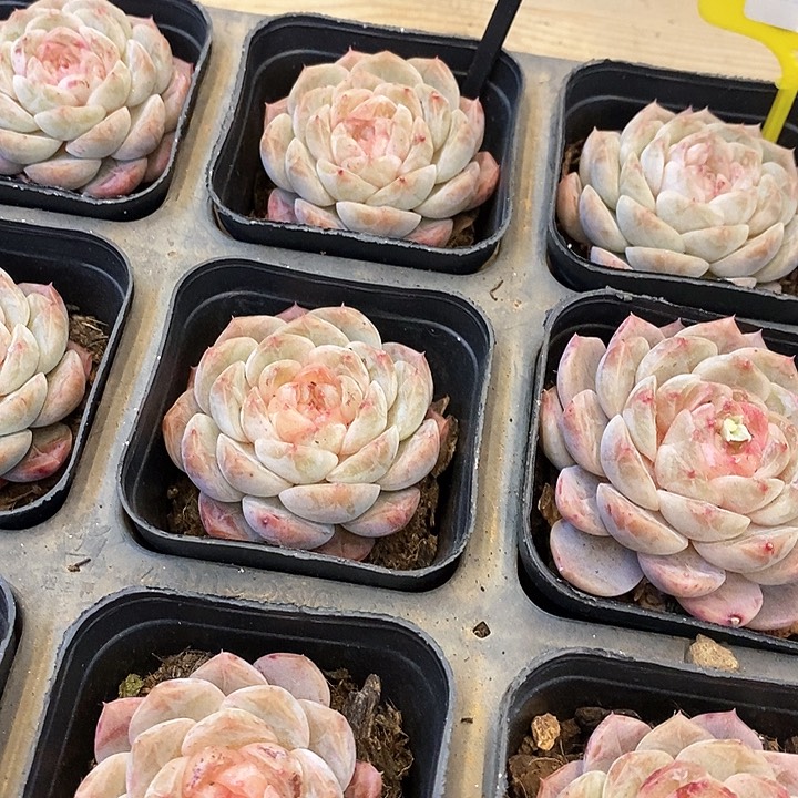 163。粉雾糖心。单头。