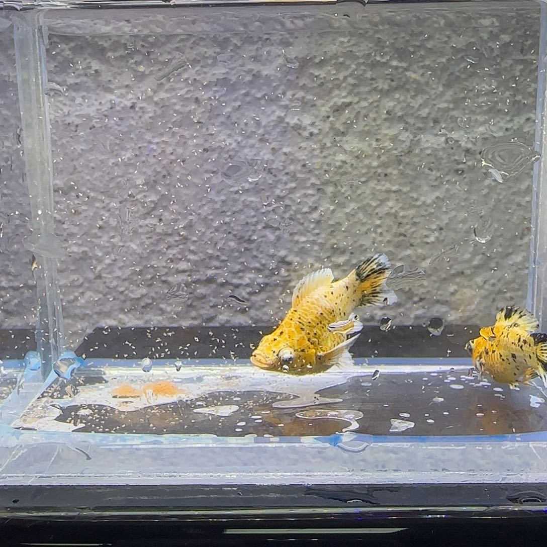 黑玛丽鱼花豹玛丽。18号