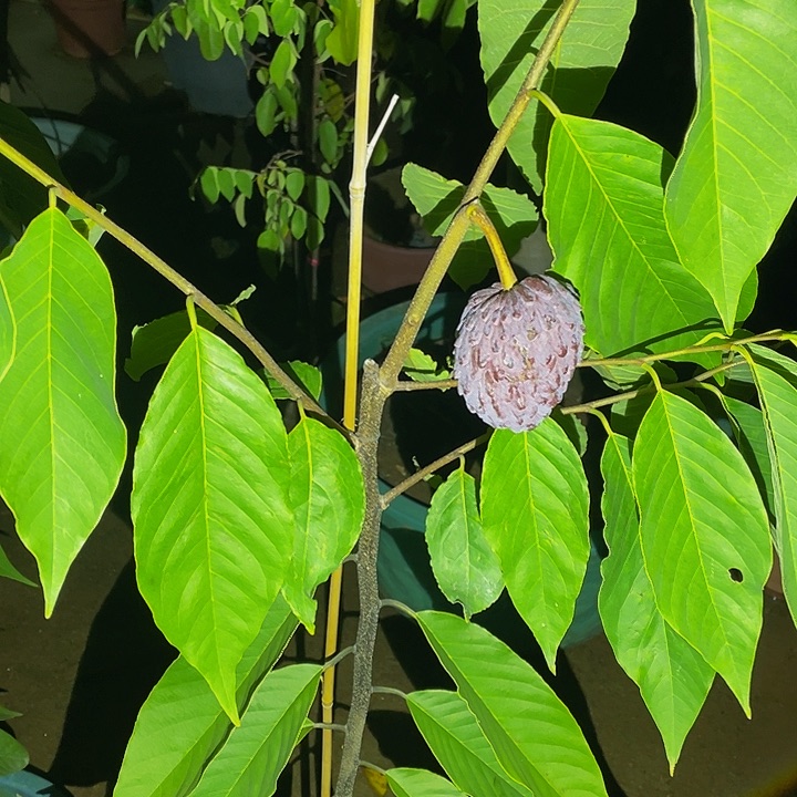 芬***达完全开放果树888888