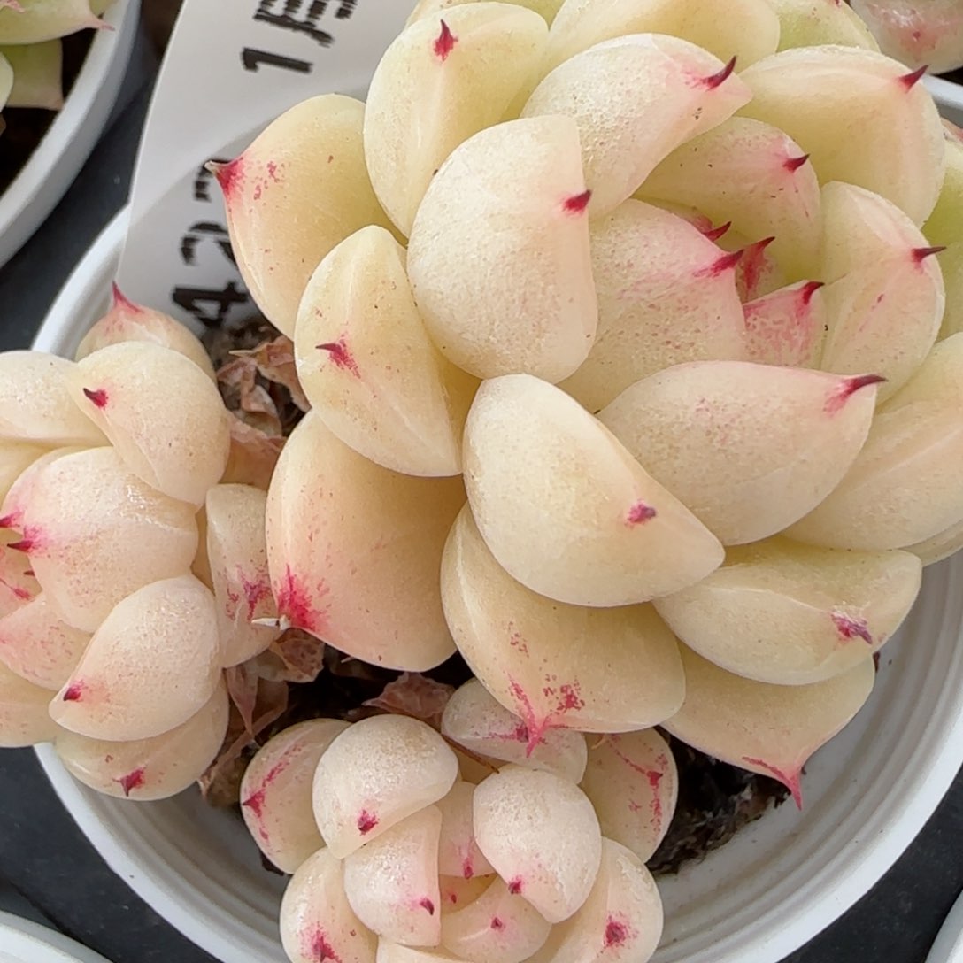 花语逸镜0131-423