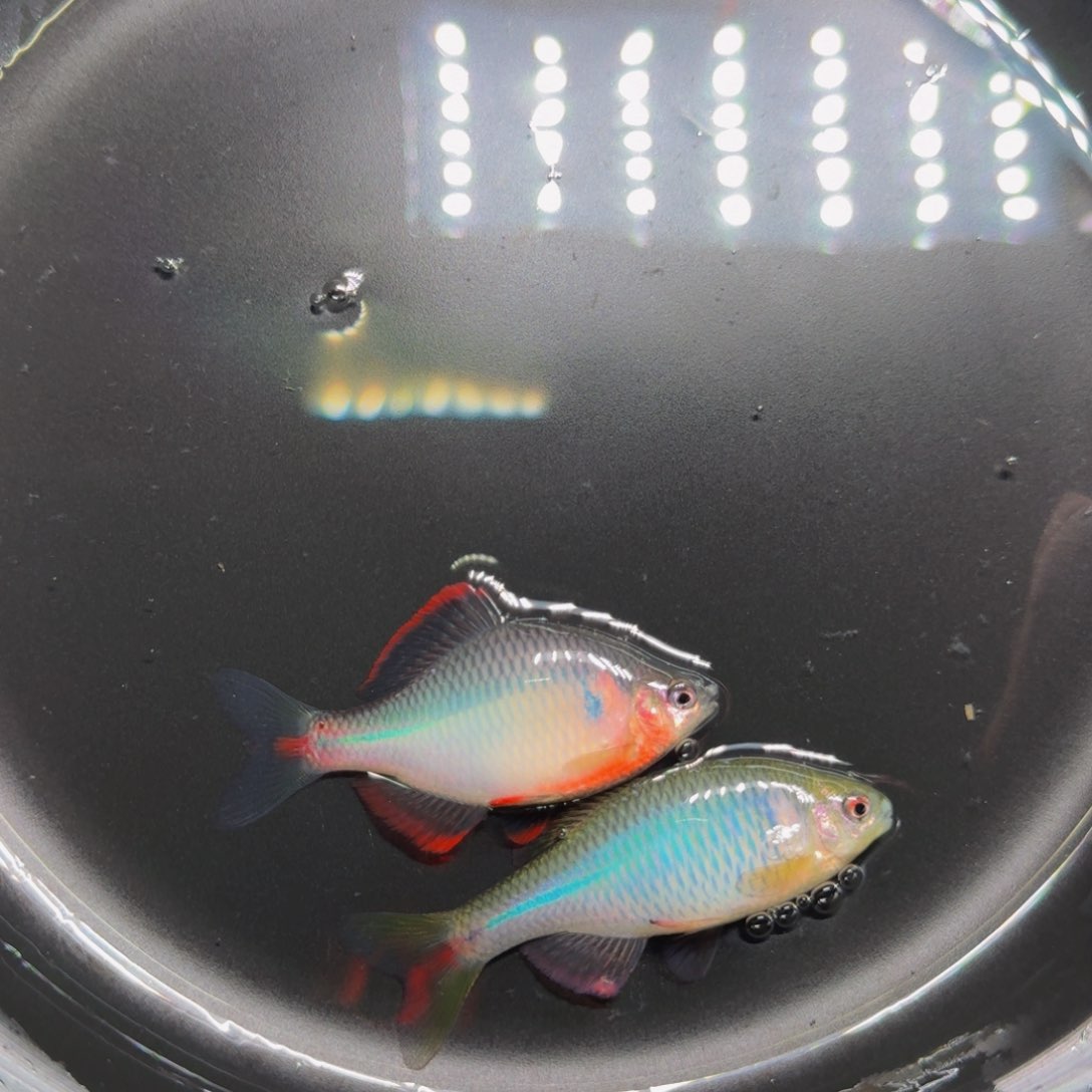 蓝石台 红边各一个