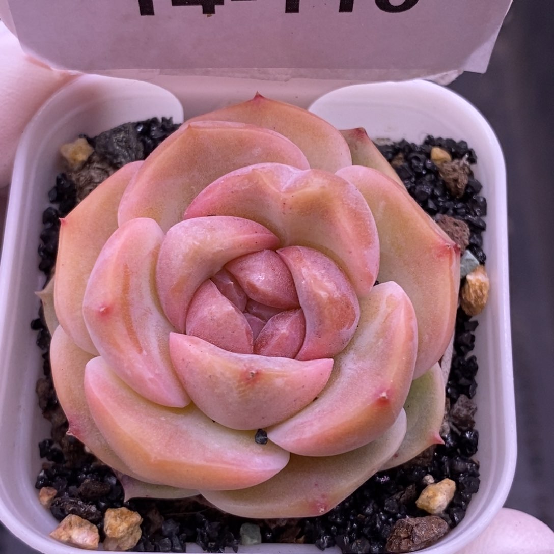 【闪购商品】14-110良辰