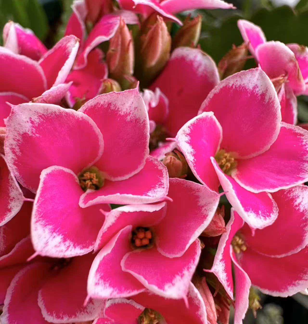 （粉岩丁）130盆 长寿稀有大花品种 基地直发