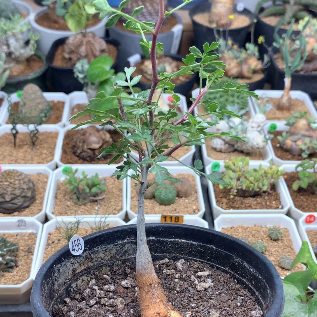 实生橡木漆树带盆多肉