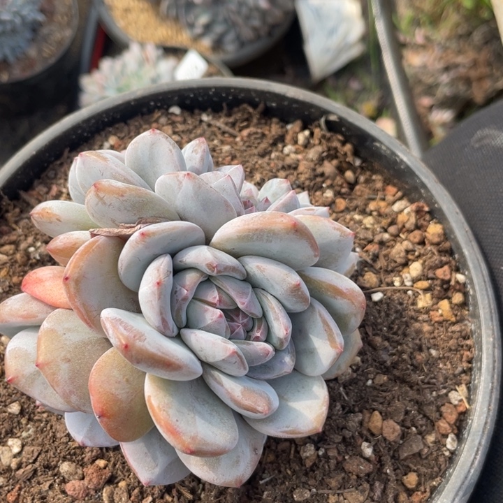 鹿***子928 满20包邮脱土发货