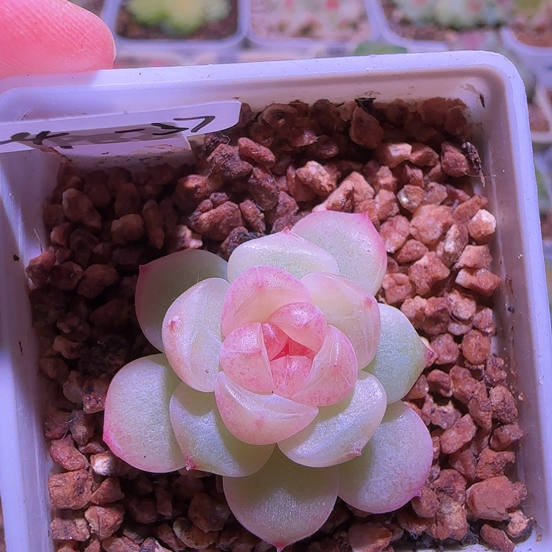 24-37福利甜心童话单头