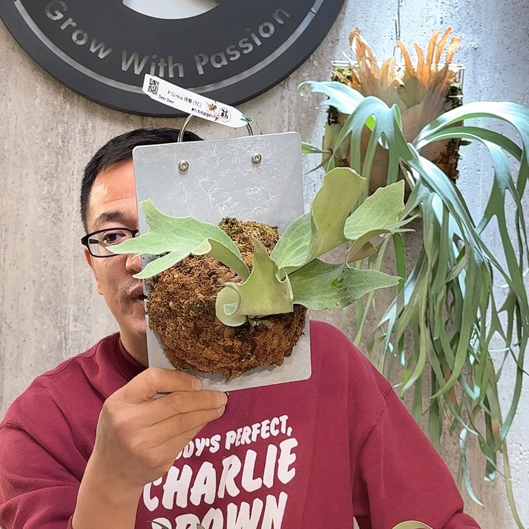 不开花植物银华鹿角蕨