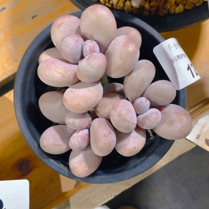 谢谢你的支持0000001227