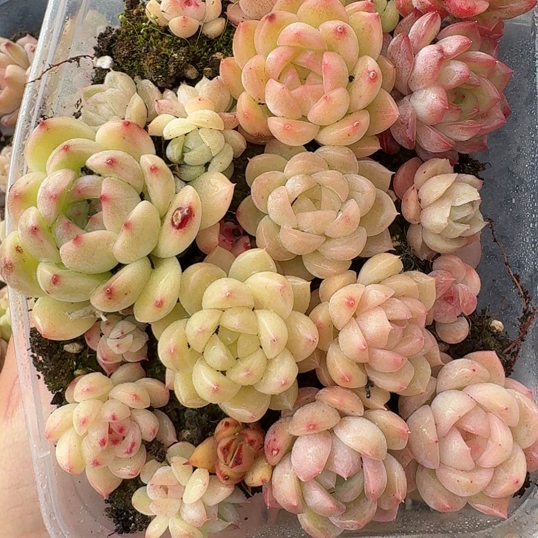 杂交新品珍妮多肉1496