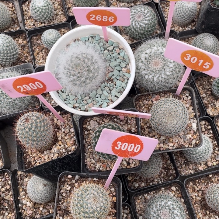 阿****实生球六盒268601543015290030853000