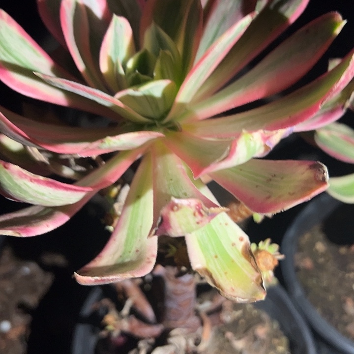 法师锦好好看啊80