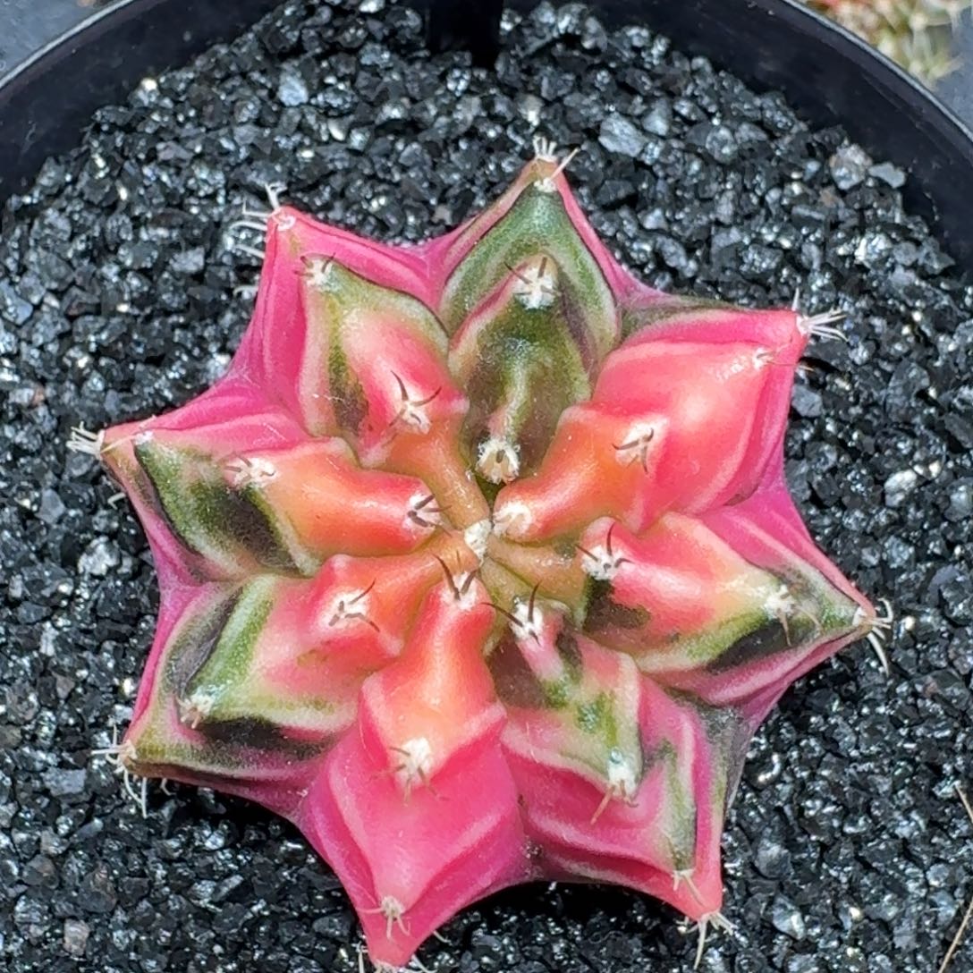 米哈实生自然锦泰国进口母球58