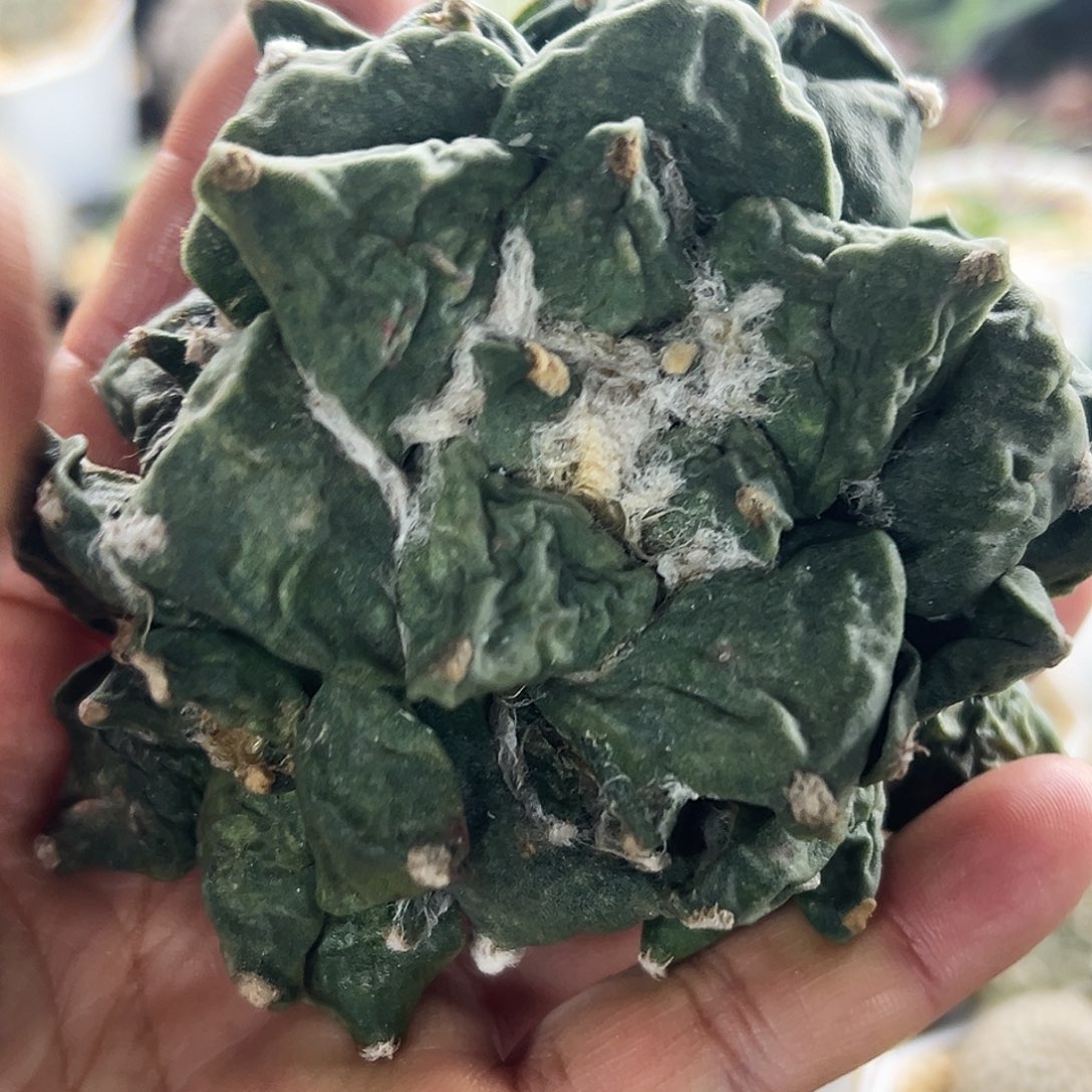 牡丹有根仙人球66666666666