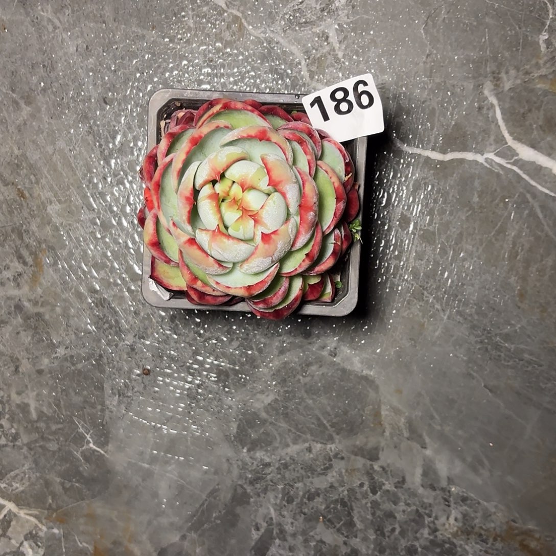 月****186惊鸿一颗包邮包邮