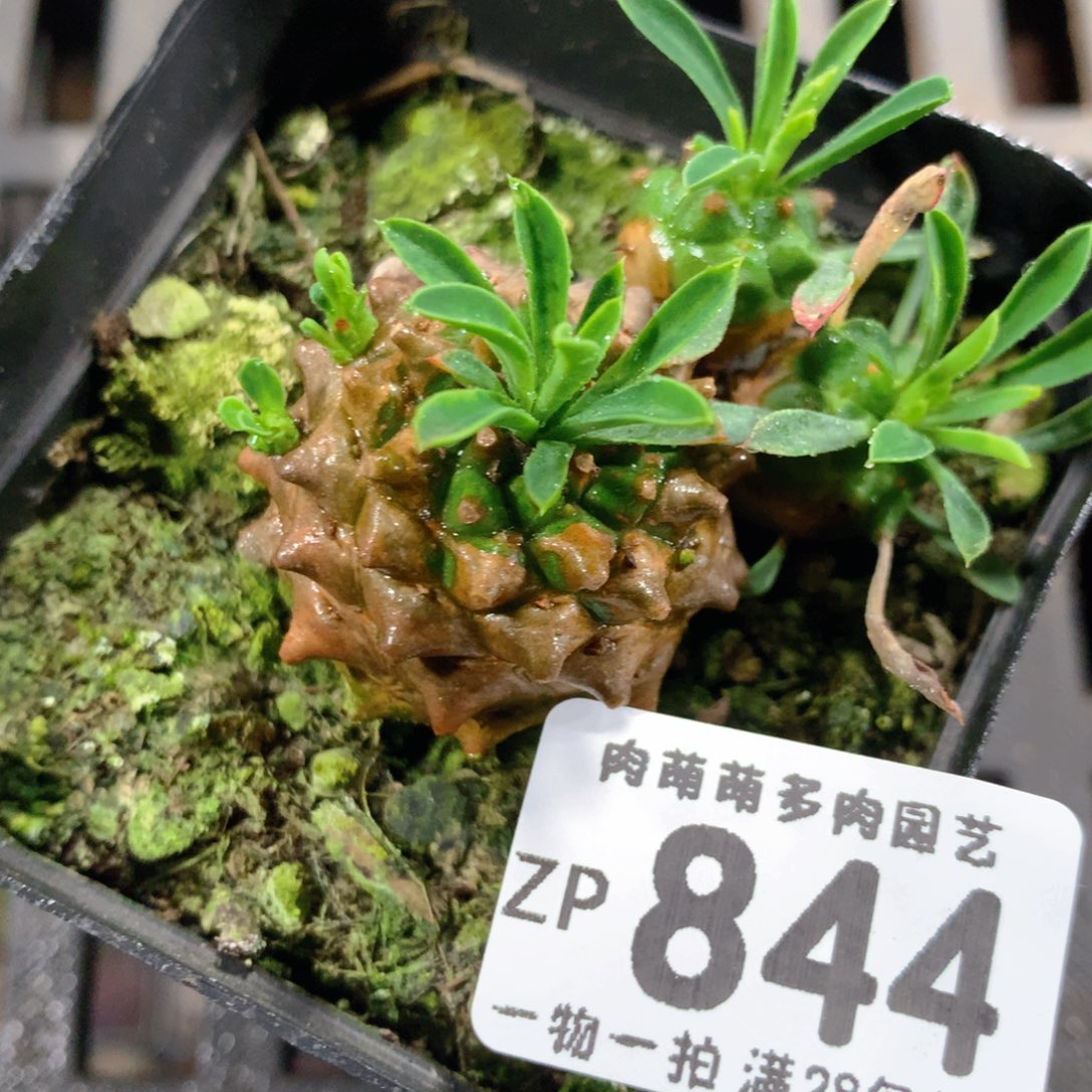 5CM拇指盆精控多肉ZP844