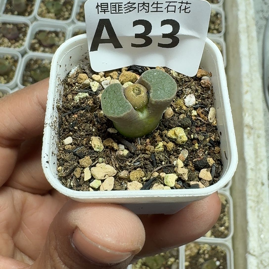 33多肉植物多肉植物