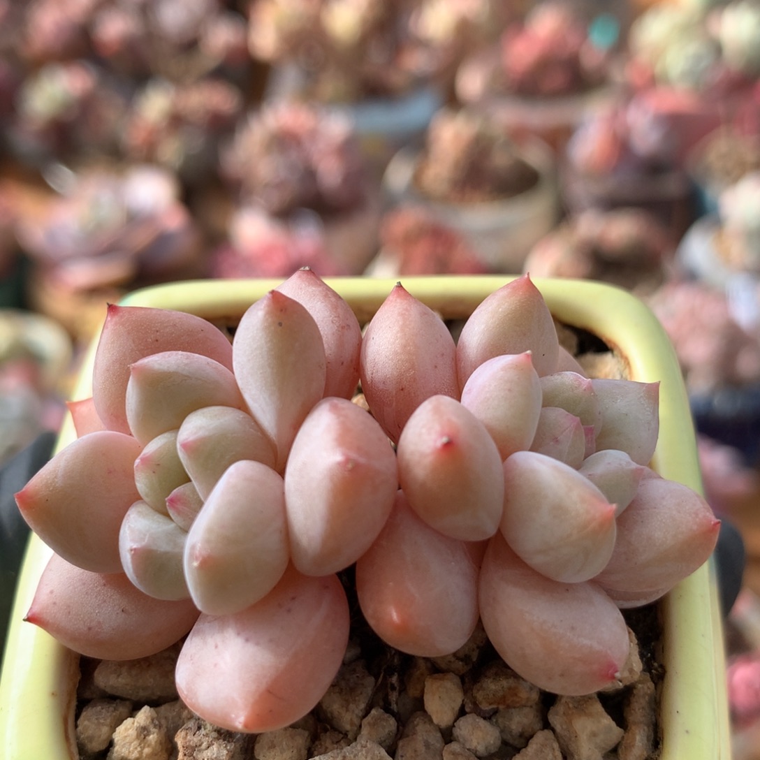 杂交一物一拍 025